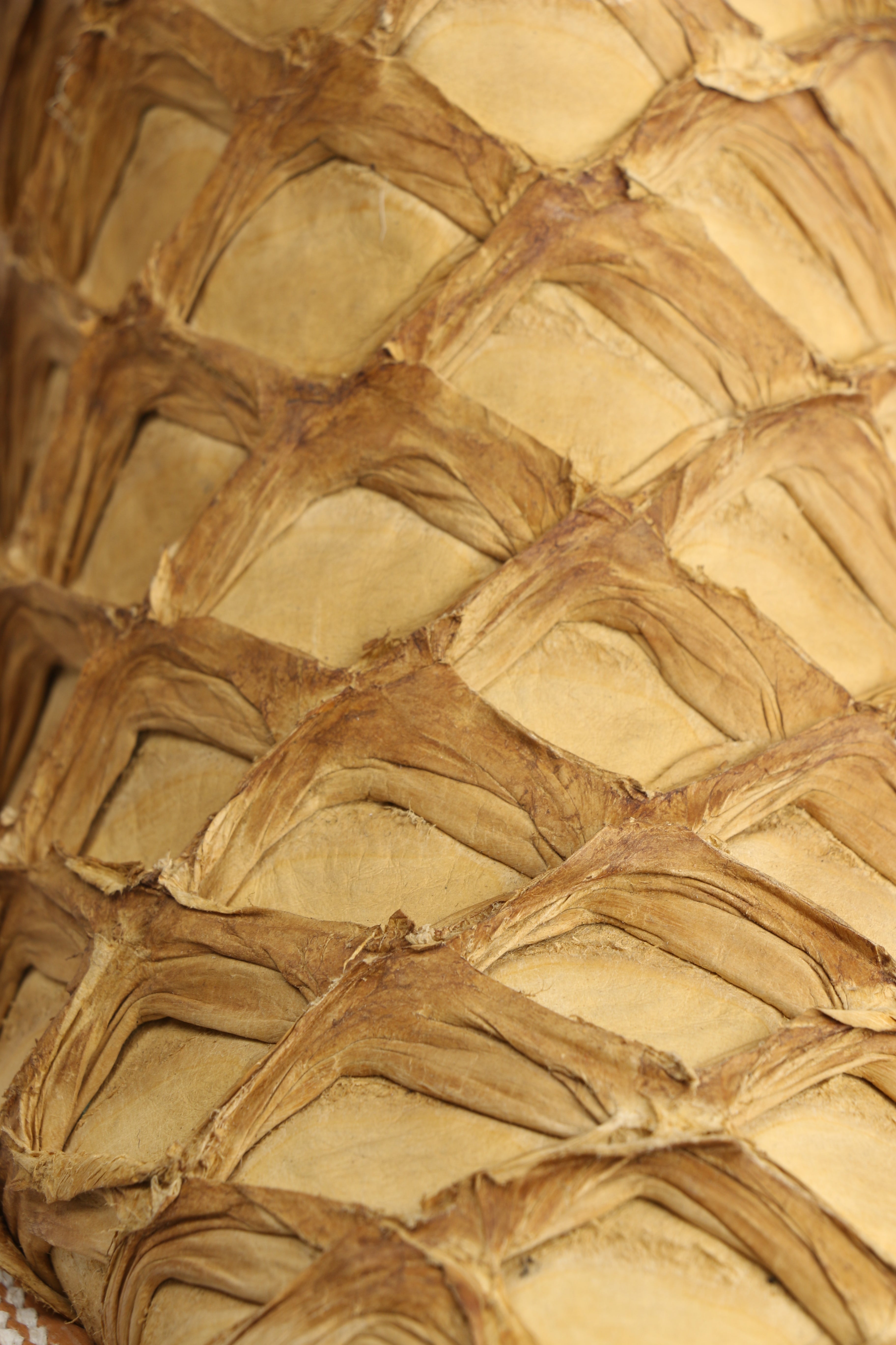 Chero's Premium Exotic Pirarucu Light Castor