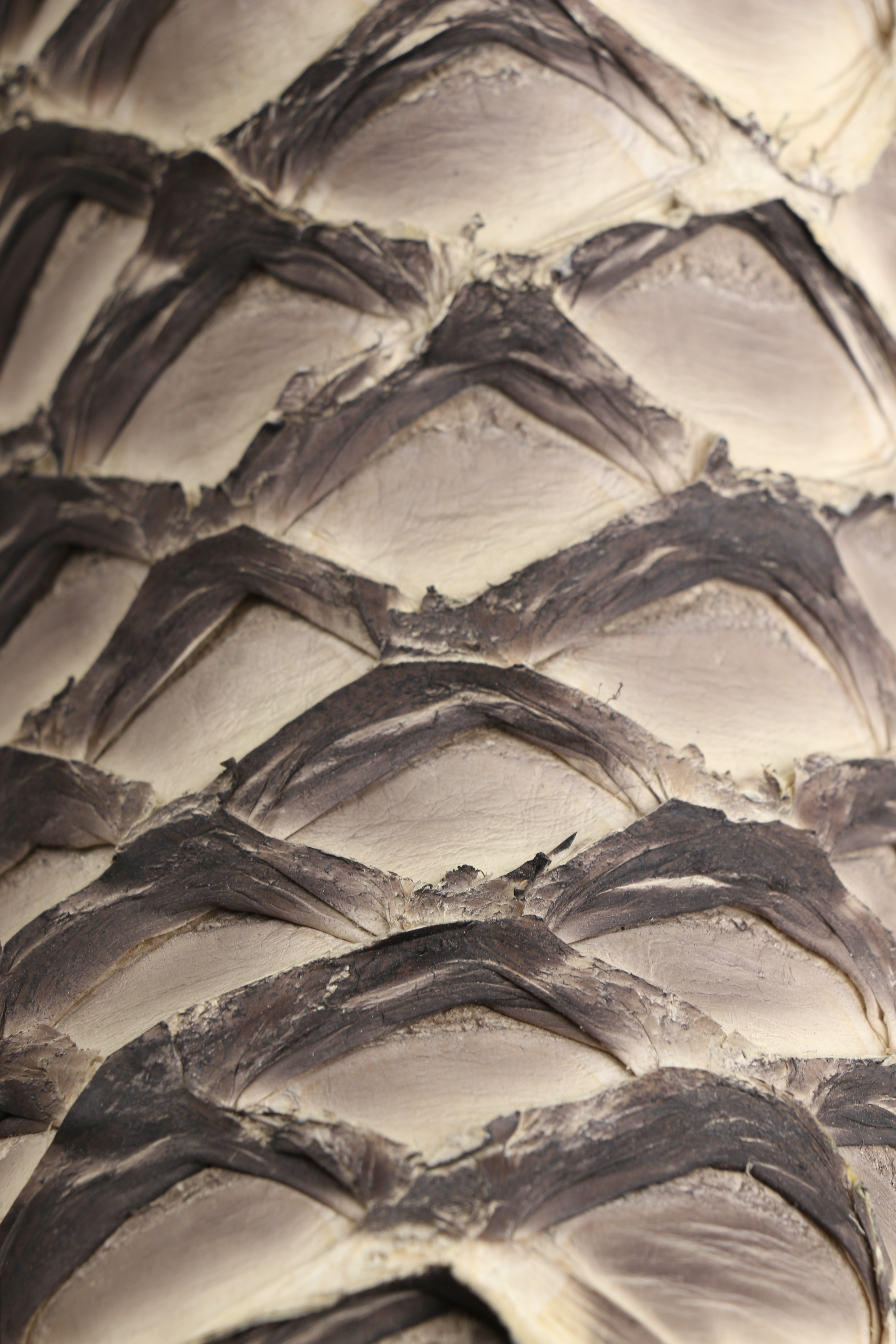 Chero's Premium Exotic Pirarucu Ivory Shadow